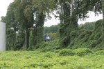 GSMR 2668 peeking around the kudzu